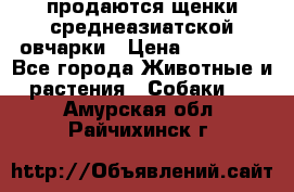 продаются щенки среднеазиатской овчарки › Цена ­ 30 000 - Все города Животные и растения » Собаки   . Амурская обл.,Райчихинск г.
